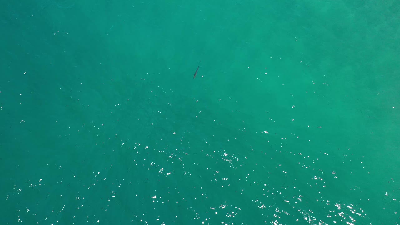 Blue-green ocean fills the frame near Los Cabos, Mexico, with scattered white surface highlights and a tiny dark fish left of center, no visible people.