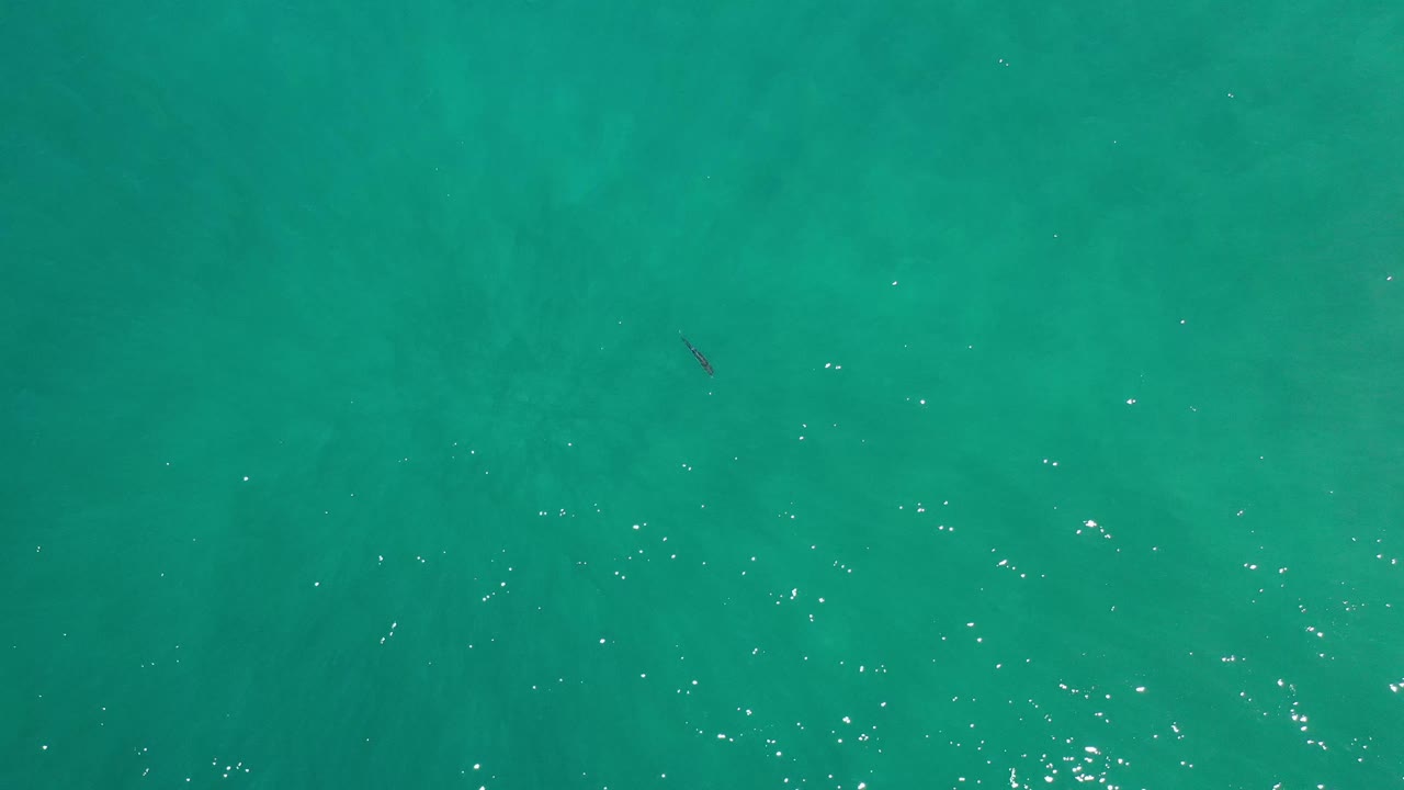 Overhead Los Cabos water frame with a tiny dark fish left of center, faint sandy-looking color variation below the surface, and no visible people.
