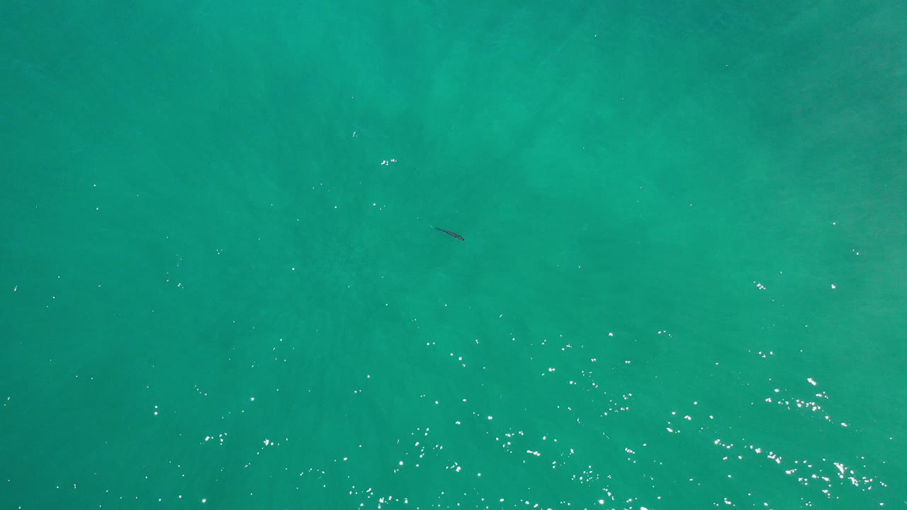 Overhead view of turquoise green water in Los Cabos, Mexico, with a small lone fish near the upper left and no visible people.