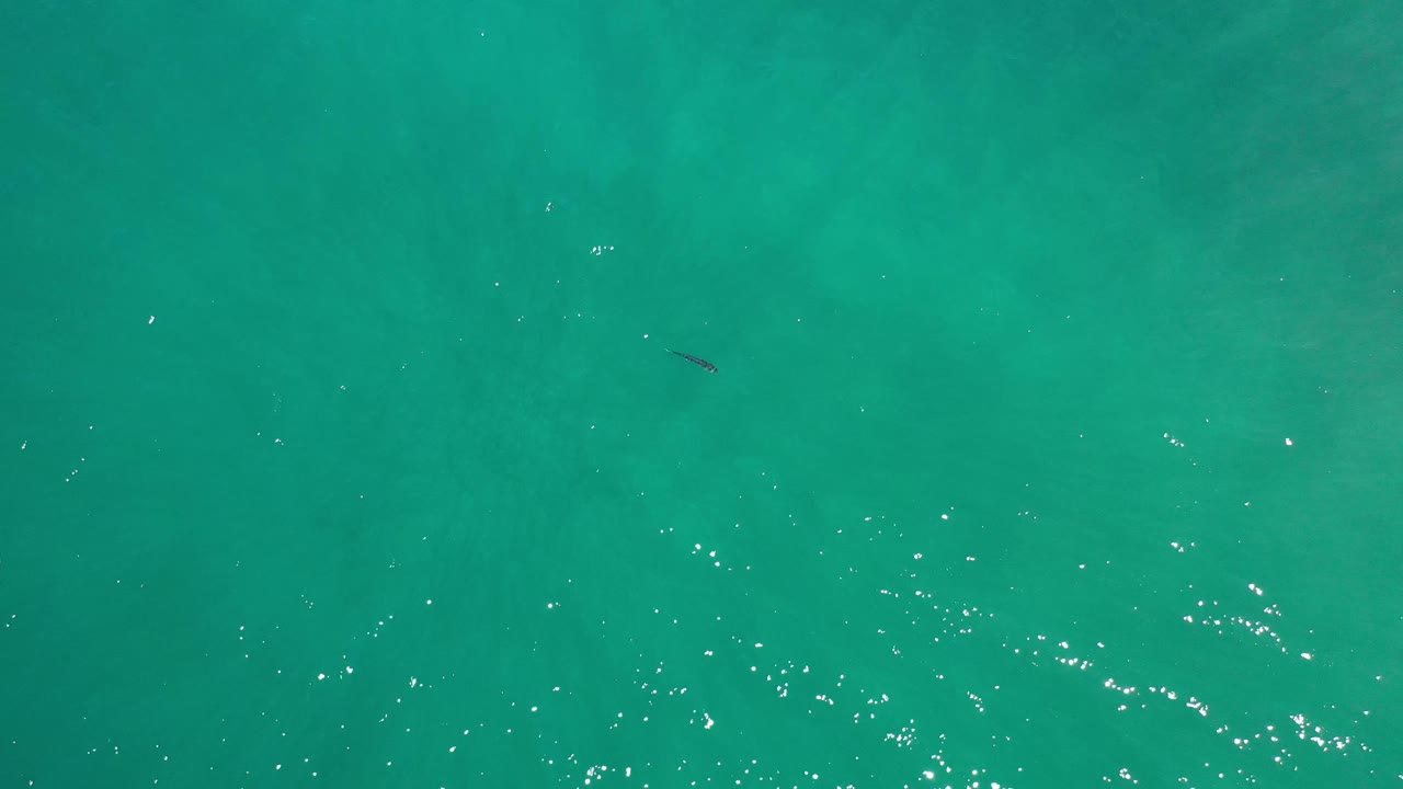 Overhead Los Cabos ocean frame with the lone fish slightly left of center, scattered surface sparkle, and no visible people.