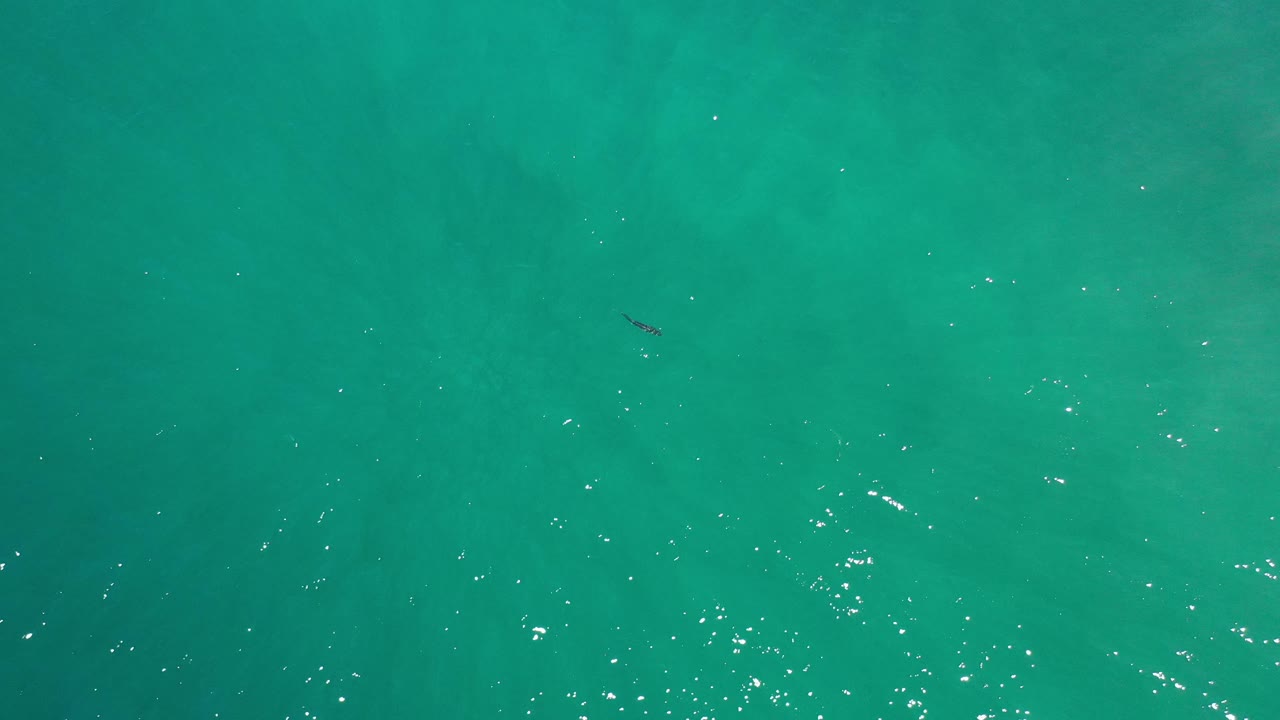 A small fish in green seawater with bright specks of sunlight.