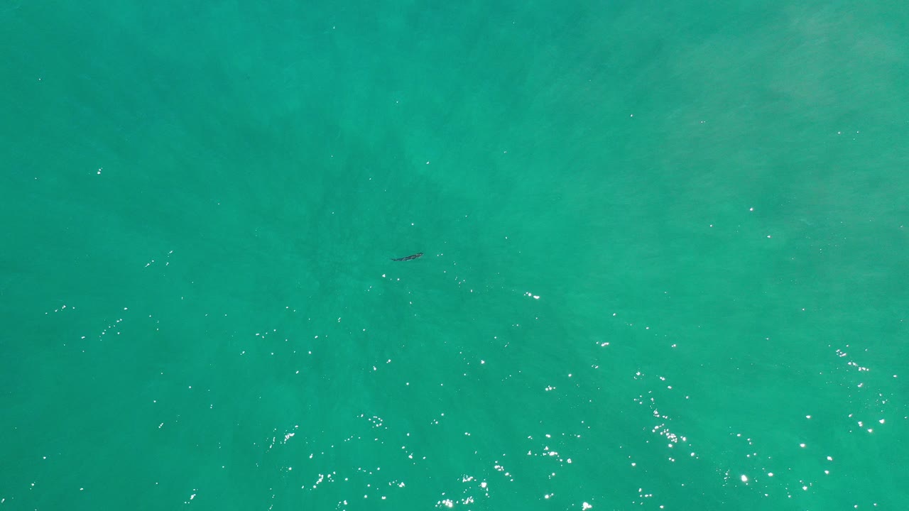 Top-down green seawater with sun glints and a small dark fish near the upper left.