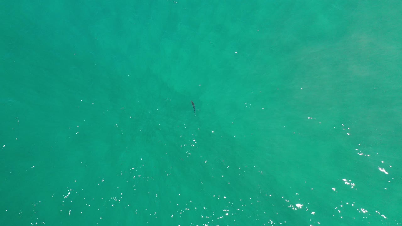 Top-down view of clear green sea water in Los Cabos, Mexico, with a small dark fish shape near the upper left area and no visible people.