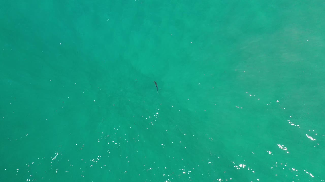Clear green sea water in Los Cabos, Mexico, fills the frame with scattered bright reflections and a faint dark fish shape near the upper center, with no visible people.