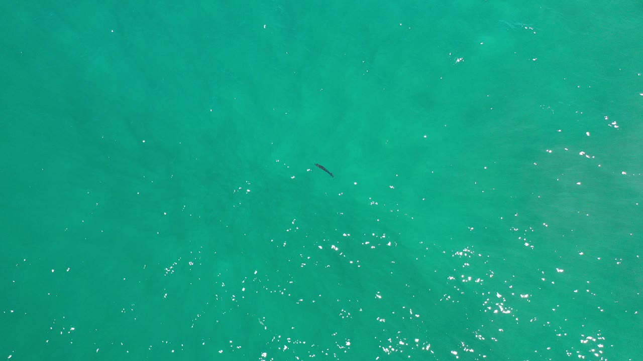 Turquoise ocean water with sun sparkles and a small dark marine shape.