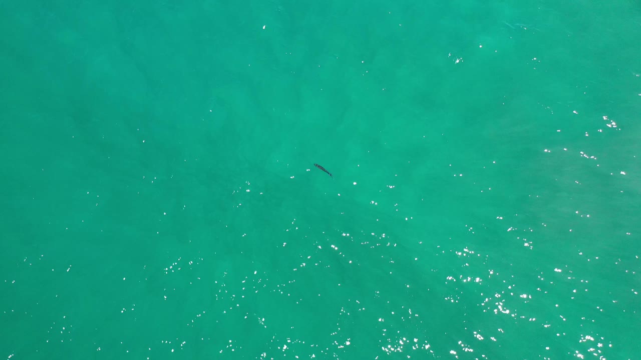 Straight-down frame of clear teal sea in Los Cabos, Mexico, with bright surface reflections, subtle darker water patches, a small dark marine shape near the upper center, and no visible people.