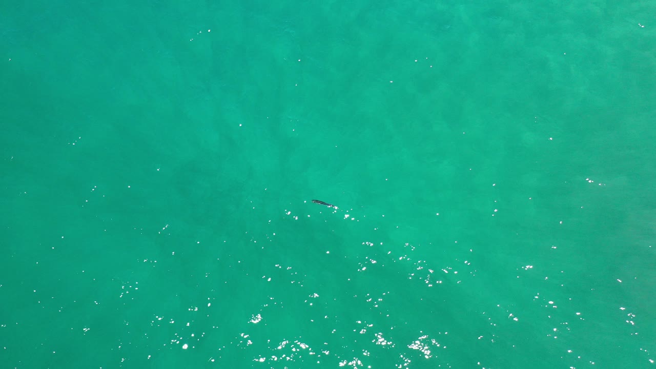 Overhead view of turquoise ocean near Los Cabos, Mexico, with sun flecks on the water and a small dark fish near the upper left, no visible people.