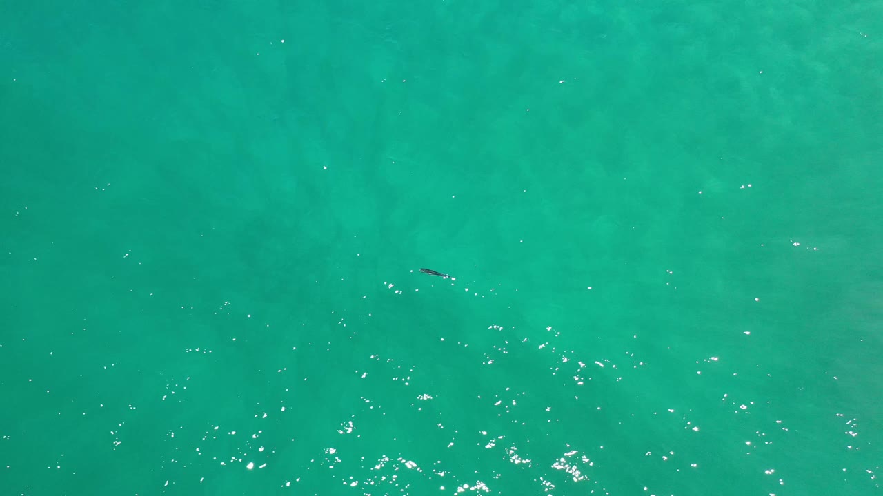 Overhead Los Cabos ocean frame with the small fish slightly left of center, scattered bright reflections, and no visible people.