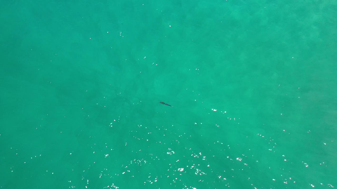 Tiny dark fish crossing sunlit turquoise ocean water