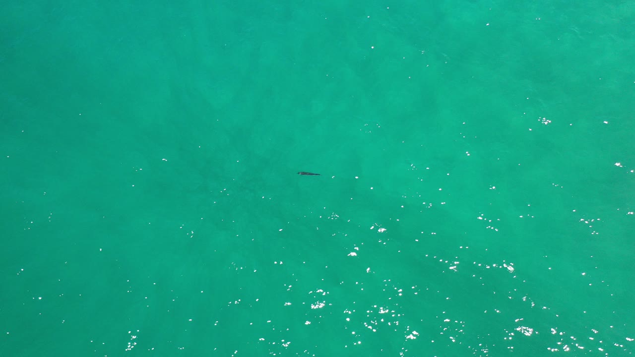 Overhead view of blue-green ocean in Los Cabos, Mexico, with scattered sun glints, one small dark fish shape near the upper frame, and no visible people.