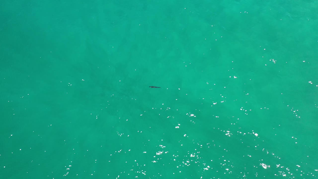 Blue-green water fills the frame in Los Cabos, Mexico, with bright surface flecks and a tiny dark fish shape slightly left of center, with no visible people.