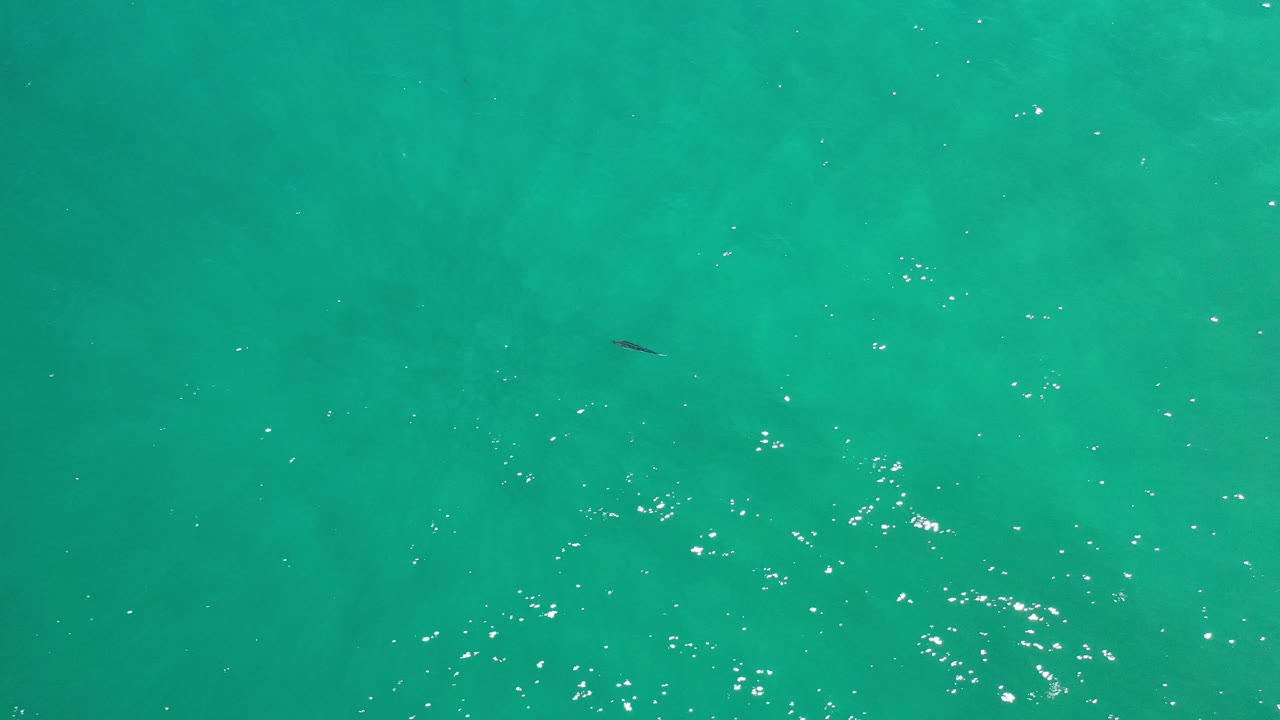 Sparkling green-blue ocean with a small dark sea life shape near the top.