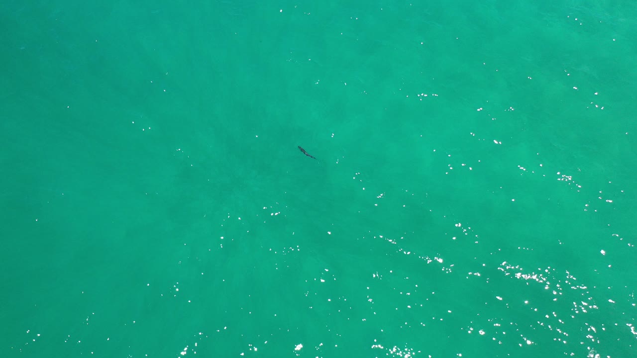 Turquoise ocean surface with small ripples and a dark fish shape near the upper left.
