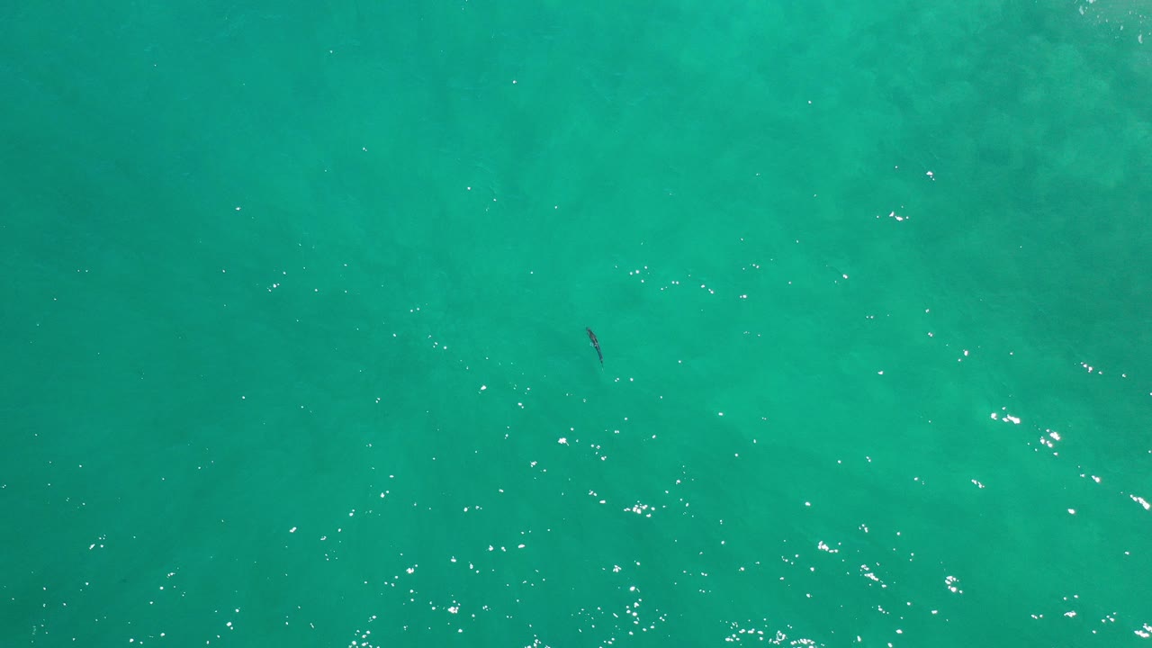 Overhead view from Los Cabos, Mexico, showing a small dark fish near the upper left area of blue-green water with scattered surface sparkles and no visible people.