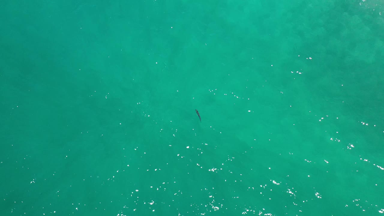 Overhead Los Cabos water frame with the small fish slightly left of center, bright white reflections across the lower water surface, and no visible people.