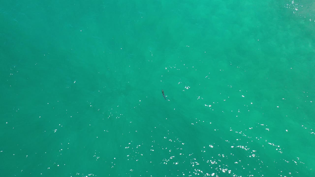 Tiny fish in open blue-green water with scattered highlights.
