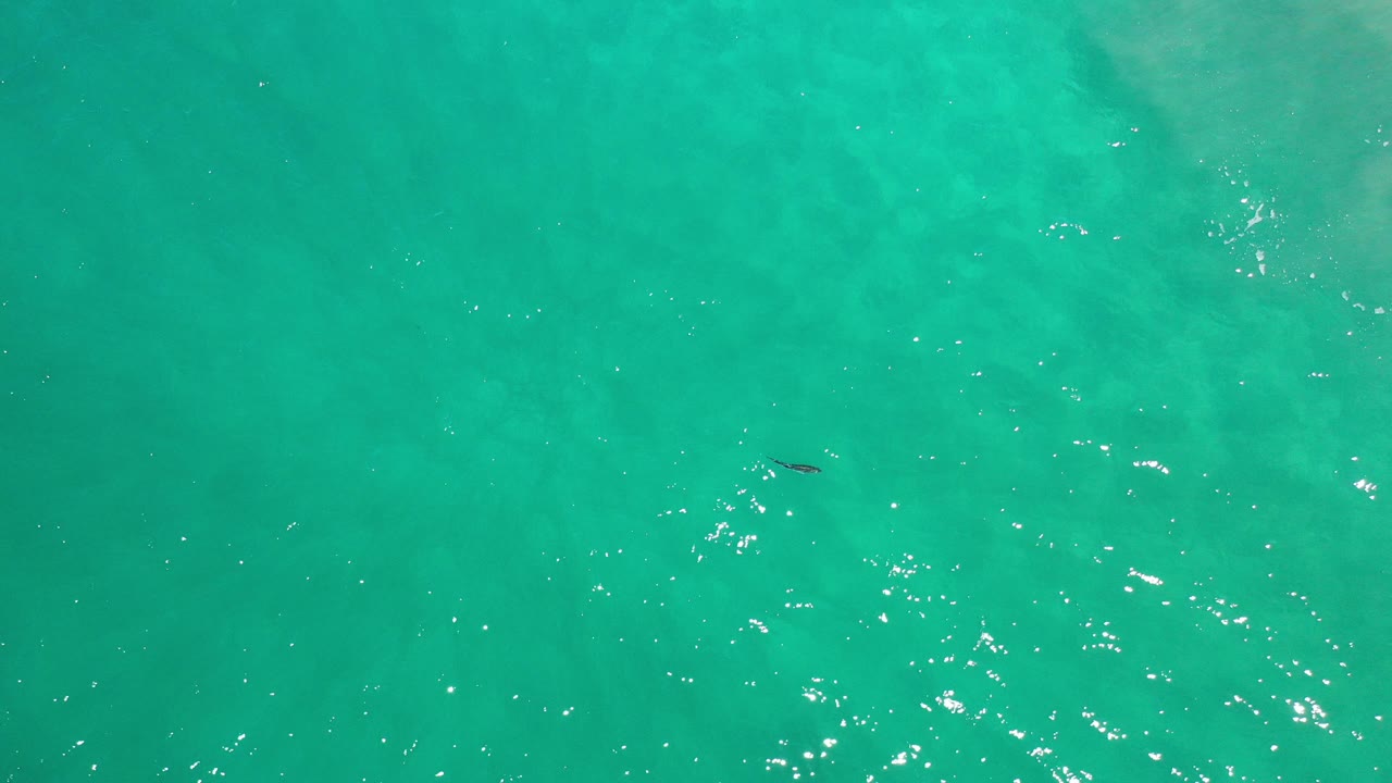 Overhead view of turquoise ocean water in Los Cabos, Mexico, with sun flecks on ripples and a small dark fish near the center, no visible people.