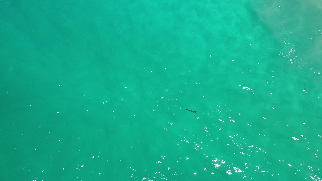 Small fish in open turquoise water with scattered sunlight reflections