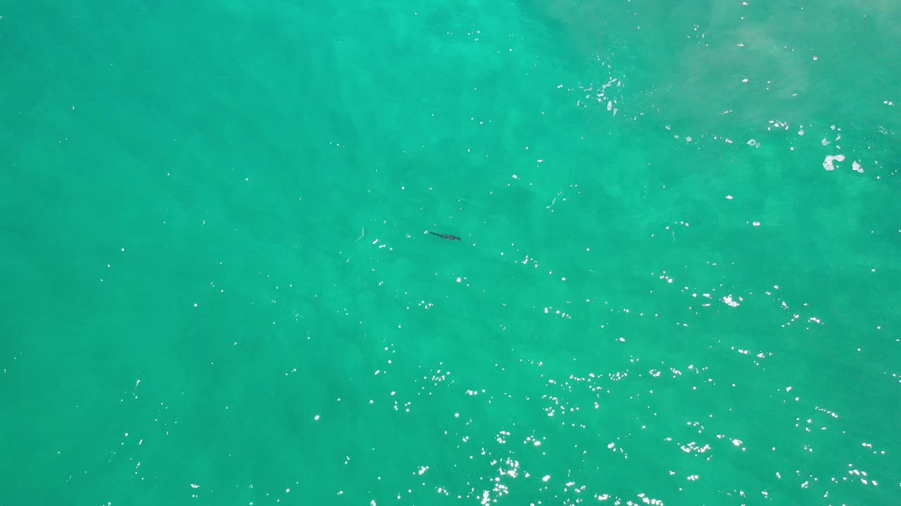 A small dark fish appears near the upper middle of clear turquoise water.