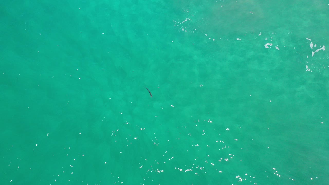 Overhead view of turquoise ocean water in Los Cabos, Mexico, with a small dark fish near the upper left and no visible people.