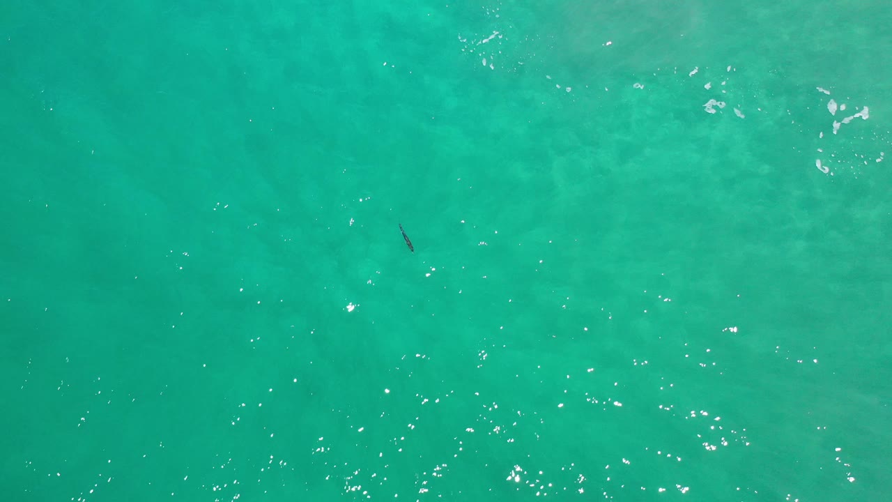 Turquoise water with a dark fish near the upper left and scattered sun flecks.