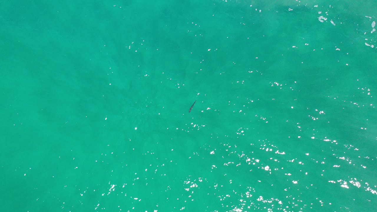 Top-down aerial frame over turquoise ocean in Los Cabos, Mexico, with sun flecks on rippled water, a small dark fish near the upper-left area, and no visible people.