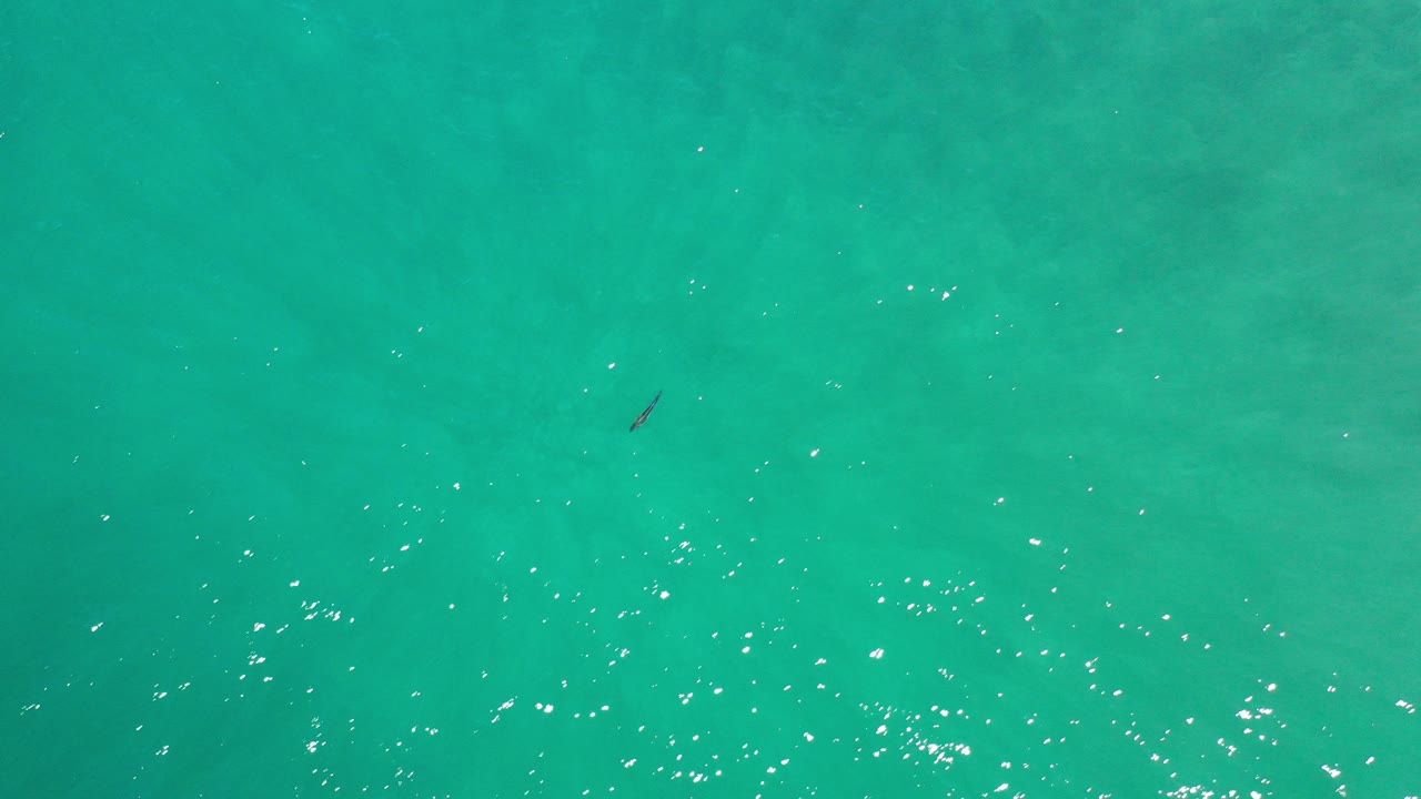 Turquoise ocean surface with a small dark fish near the upper left.