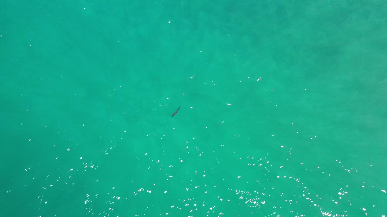 Turquoise Los Cabos ocean surface with scattered bright reflections and the lone fish slightly above center, with no visible people.