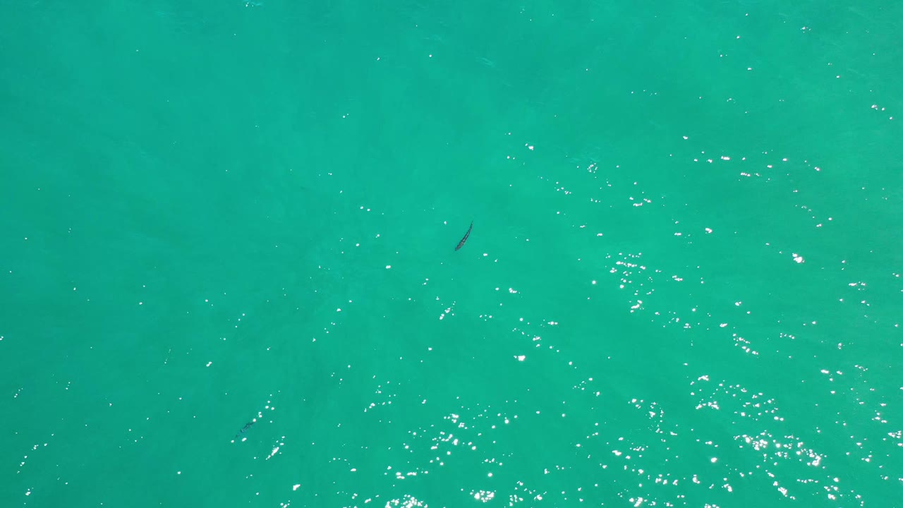 Overhead Los Cabos ocean frame with blue green water, a loose cluster of white sun reflections, a single dark fish form near the upper area, and no visible people.