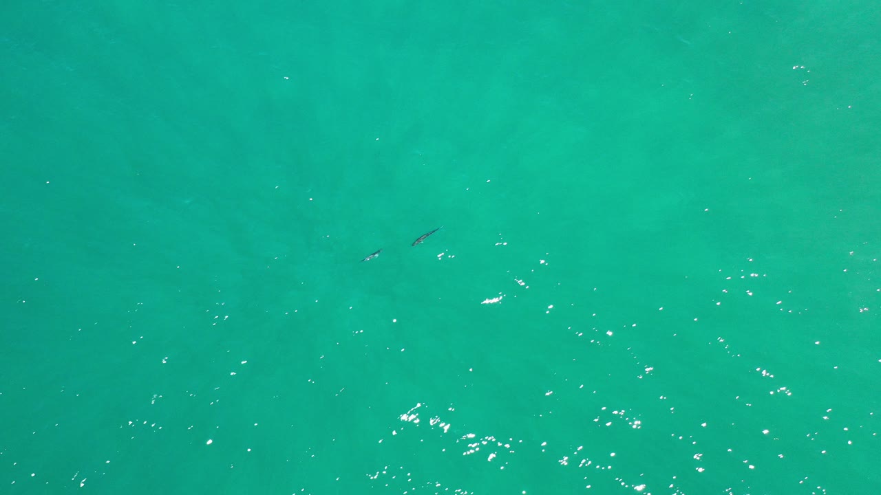 Overhead view of blue-green water in Los Cabos, Mexico, with bright surface flecks and small dark fish shapes near the upper left, no visible people.