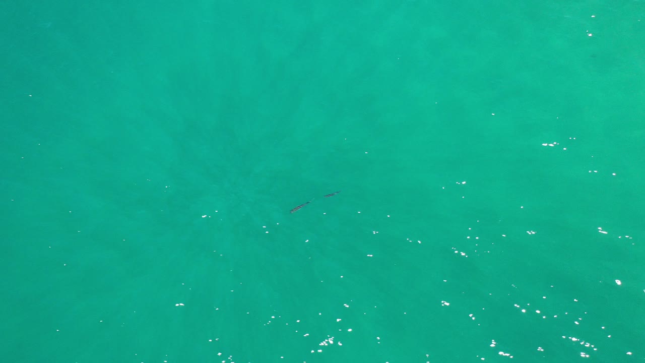 Top-down view of green-blue water in Los Cabos, Mexico, with scattered sun glints and two small dark fish shapes beneath the surface, no visible people.