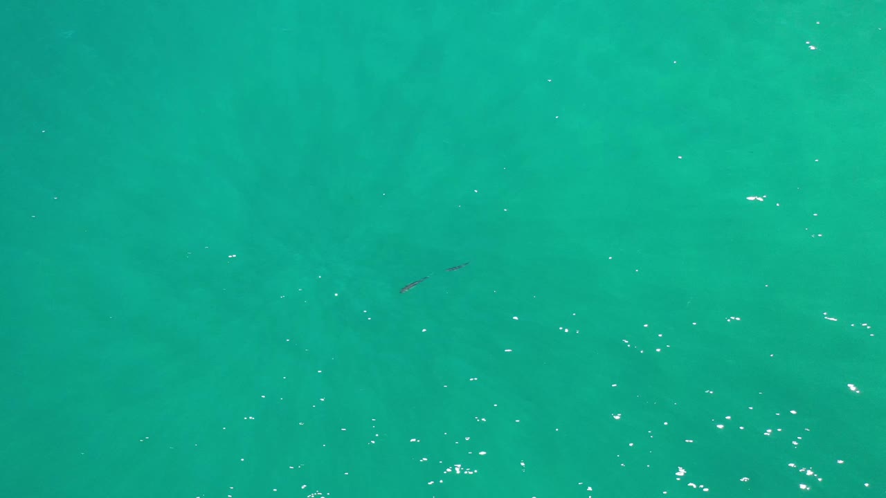 Aerial view over Los Cabos water with bright surface sparkle across the lower half and small fish silhouettes set against the green sea, no visible people.