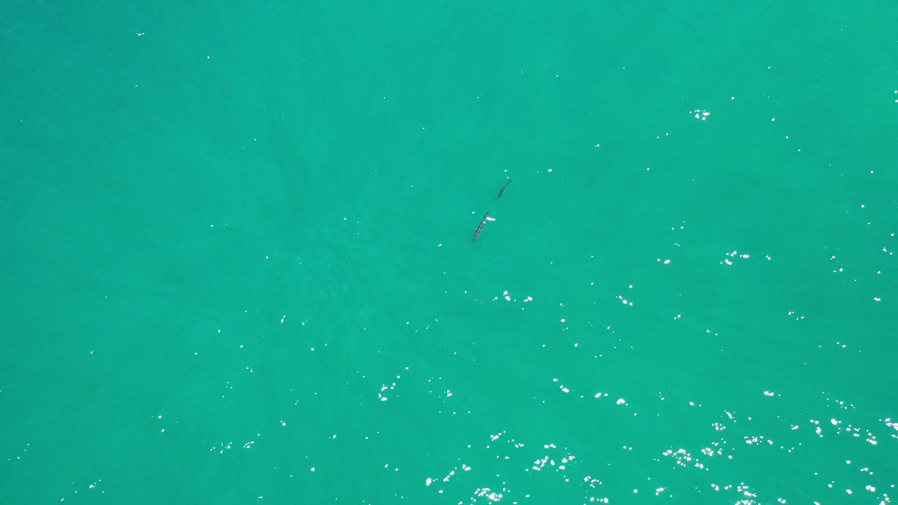 Overhead view of turquoise water in Los Cabos, Mexico, with scattered sun flecks and one small dark fish-like shape near the upper left, no visible people.