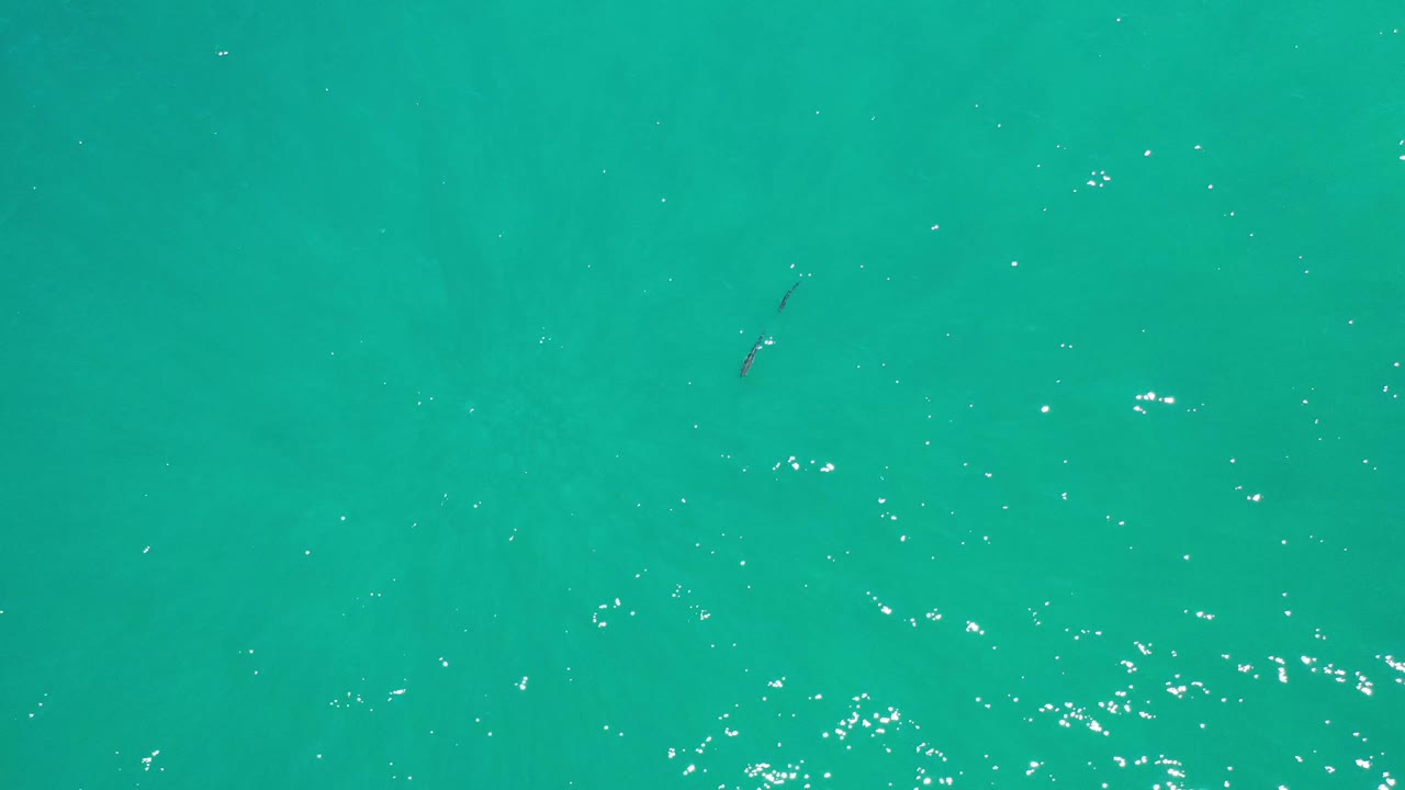 Overhead Los Cabos water view with a small dark fish-like mark near the upper center, bright surface reflections across the lower half, and no visible people.