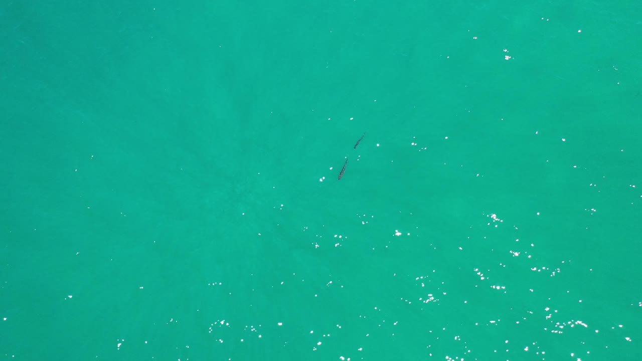 Open turquoise water with a dark fish-like shape near the top.