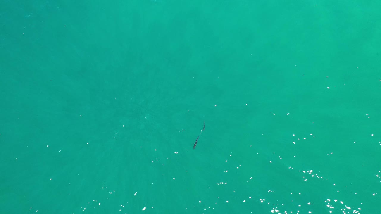 Overhead Los Cabos ocean frame with teal water, bright speckled reflections, and a small dark elongated marine shape below the surface with no visible people.