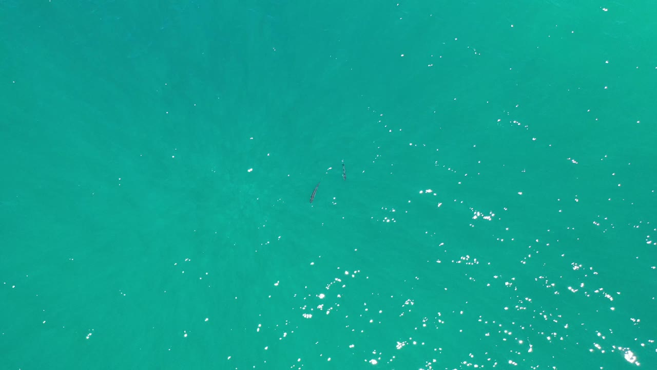 High overhead Los Cabos ocean frame with bright surface sparkle near the lower edge, subtle underwater color shifts, a small dark marine shape, and no visible people.