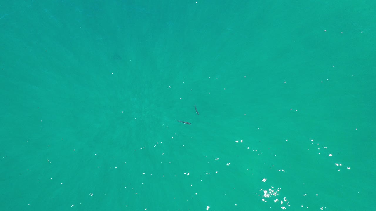 Overhead view of green-blue shallow water in Los Cabos, Mexico, with two small fish visible beneath bright surface ripples and no visible people.