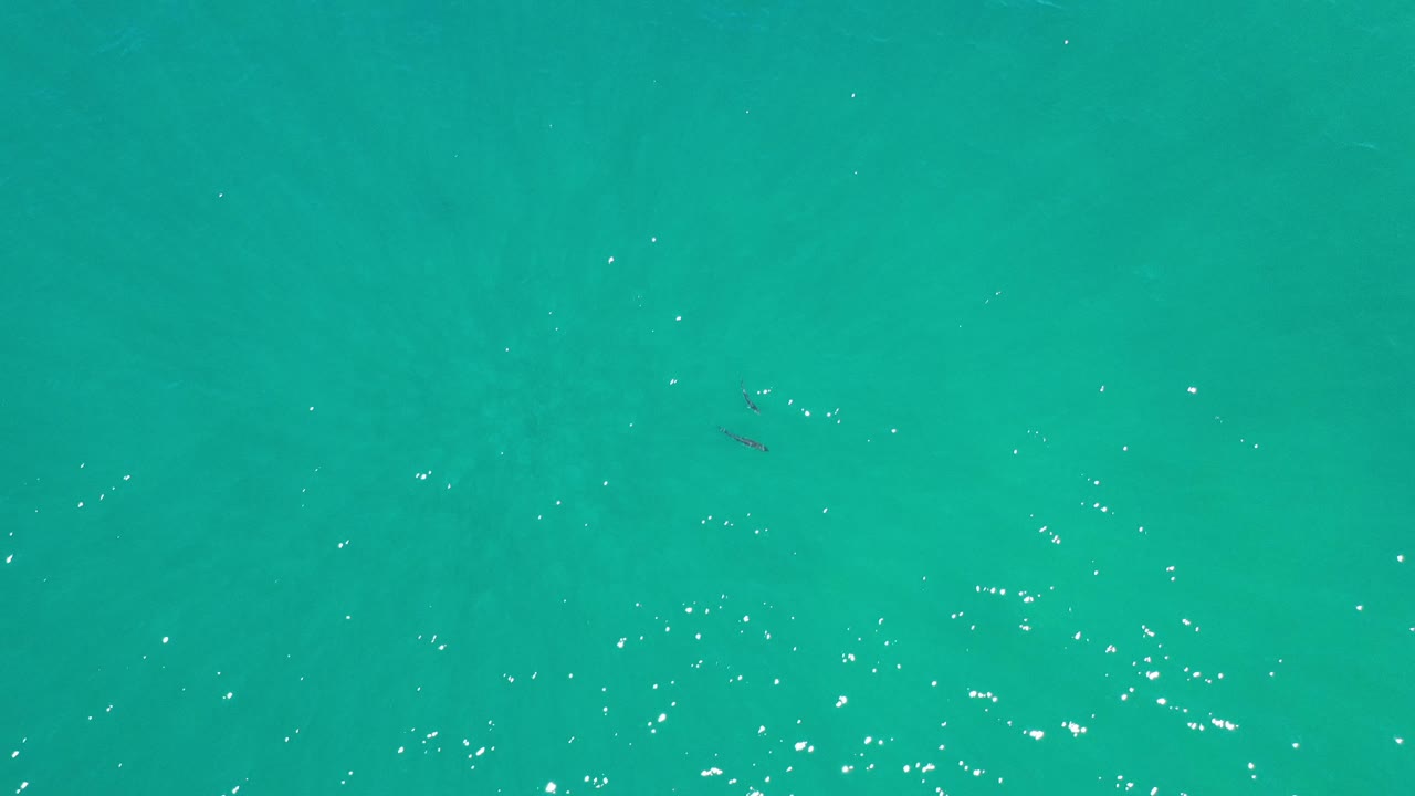 Overhead shallow ocean with bright glints and two small fish below.