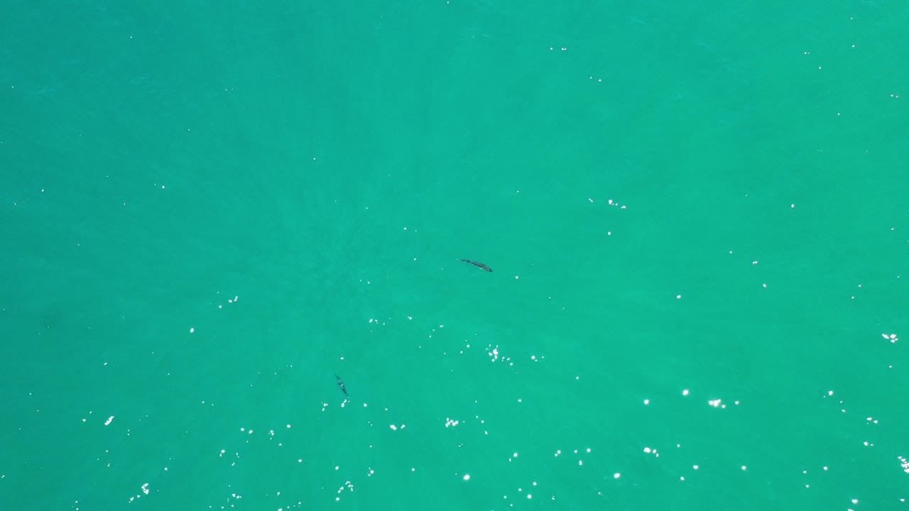 Turquoise ocean surface with small dark fish and sun glints.