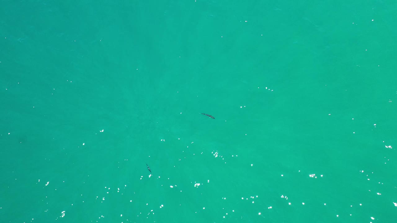 Turquoise Los Cabos water fills the frame at 0:01, with a few small dark fish spread through the open water and no visible people.