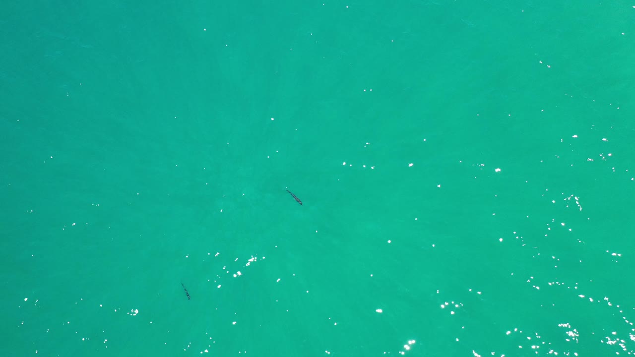 Turquoise ocean texture with several small fish silhouettes.