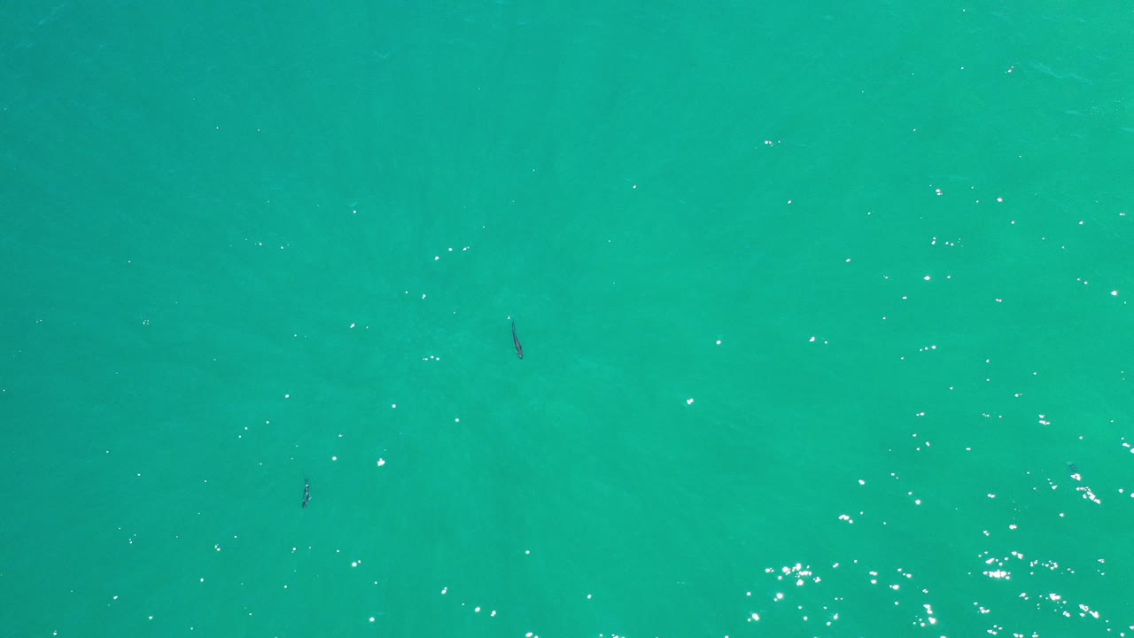 Overhead view of clear turquoise water in Los Cabos, Mexico, with small dark fish shapes scattered below the surface and no visible people.