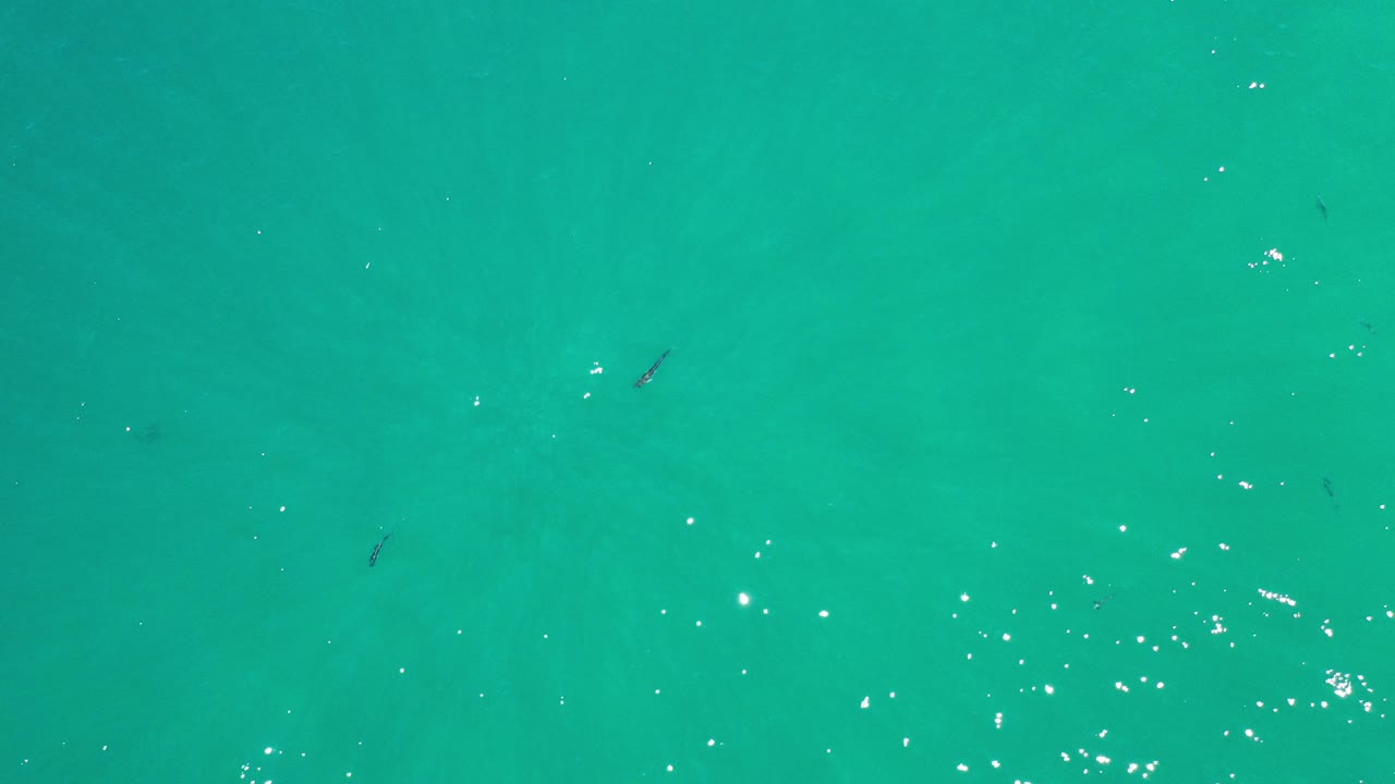 Turquoise water with small dark fish shapes and sun glints.