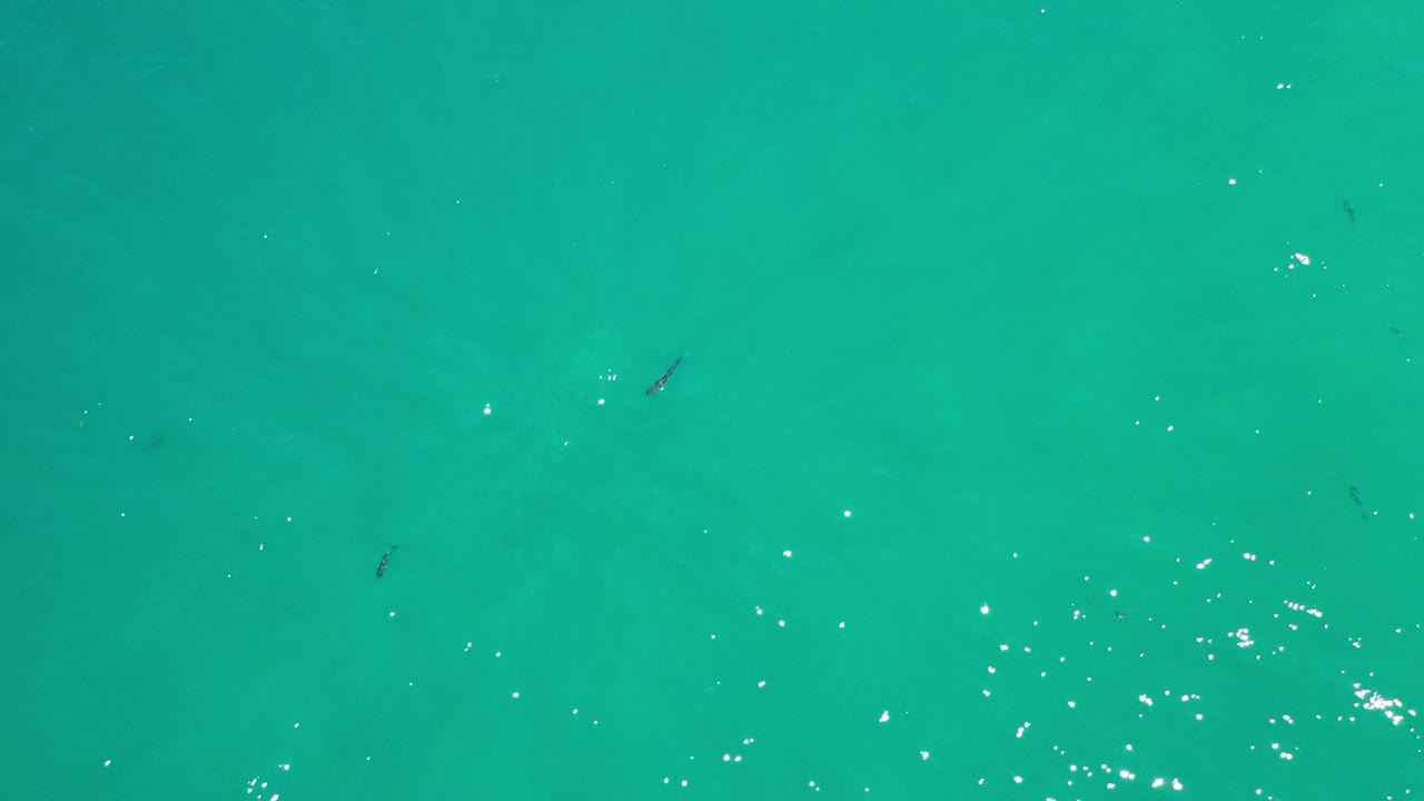 Clear green-blue Los Cabos water seen from above, with bright surface sparkles and a few small fish silhouettes spread across the frame, no visible people.