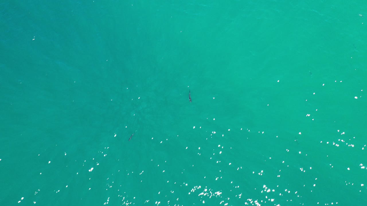 Overhead view of clear turquoise water in Los Cabos, Mexico, with small fish shapes scattered beneath the surface and no visible people.