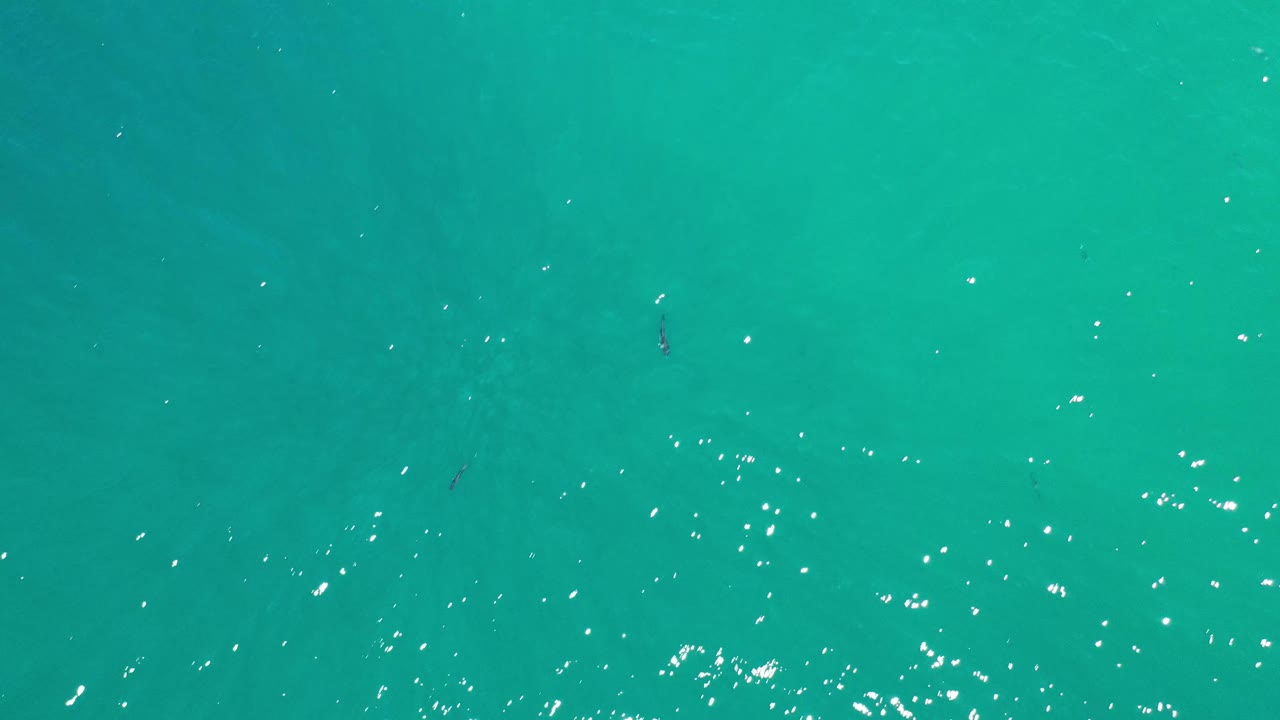 A second overhead frame shows blue-green Los Cabos water with fish slightly repositioned among scattered white reflections and no visible people.