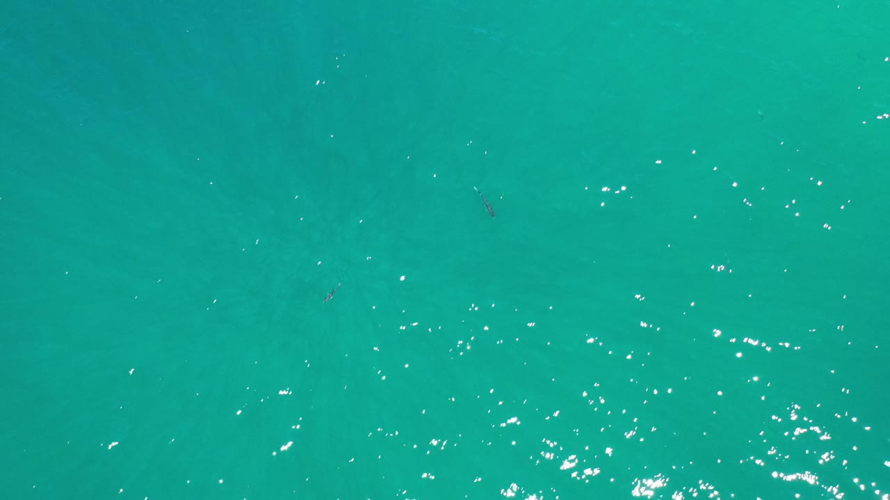 Open turquoise water with faint fish silhouettes below the surface.