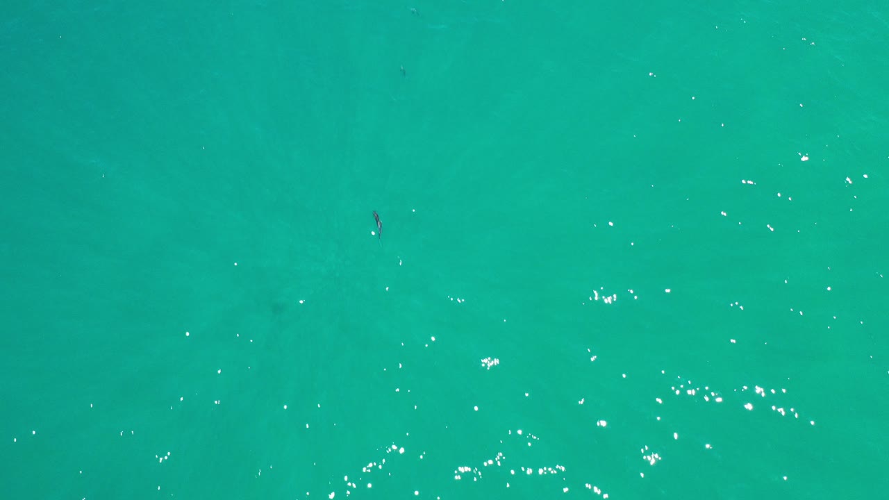 Top-down aerial frame over emerald water in Los Cabos, Mexico, with faint fish shapes beneath the surface and no visible people.