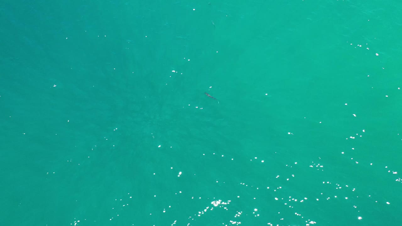 Aerial frame over green-blue Los Cabos water with bright wave flecks and a faint dark shape below the surface, with no visible people.